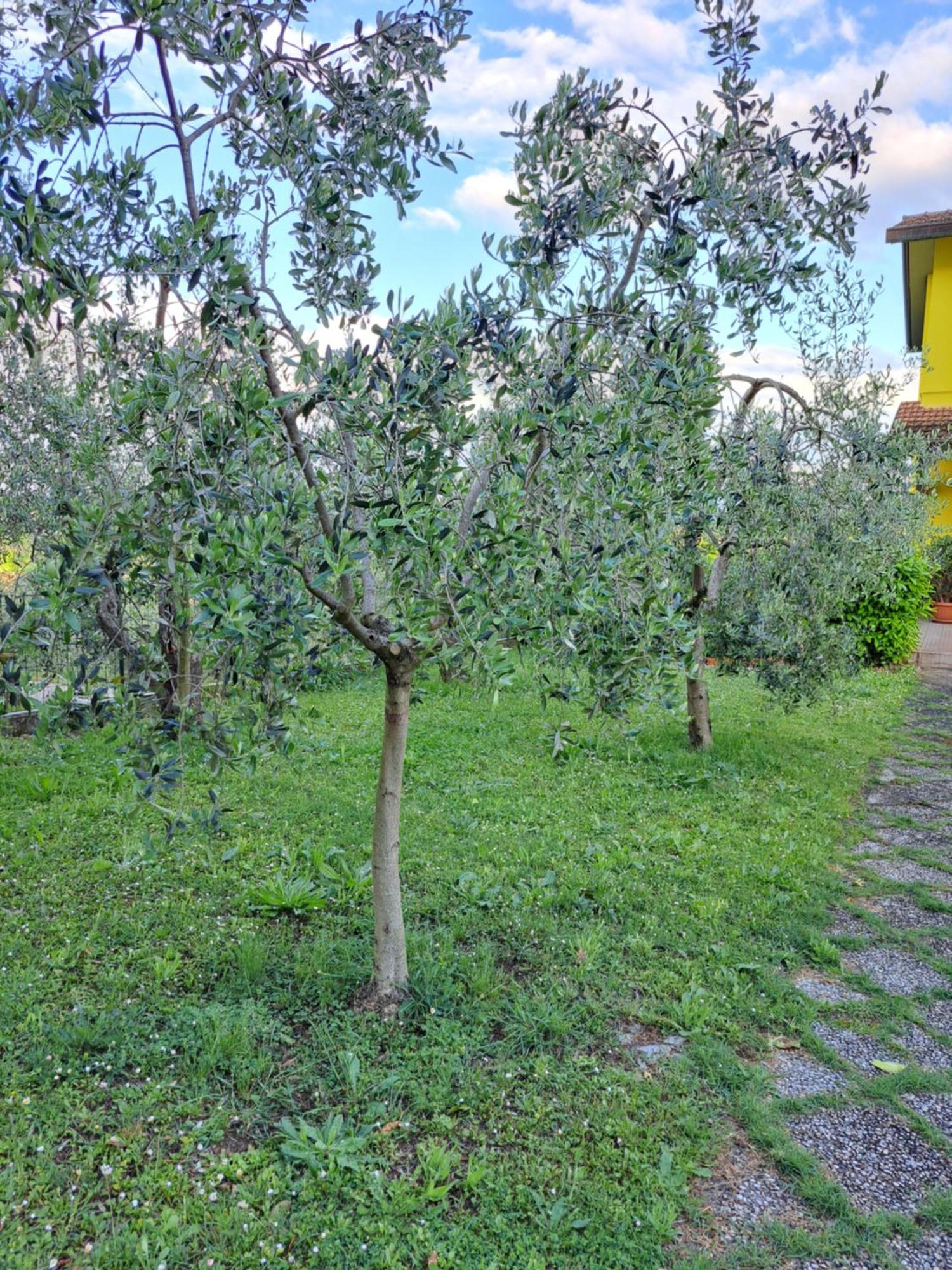 Casa de Férias Casa Gli Ulivi Montepulciano Stazione